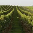 Big Cork Vineyards