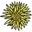 Super Speciosa